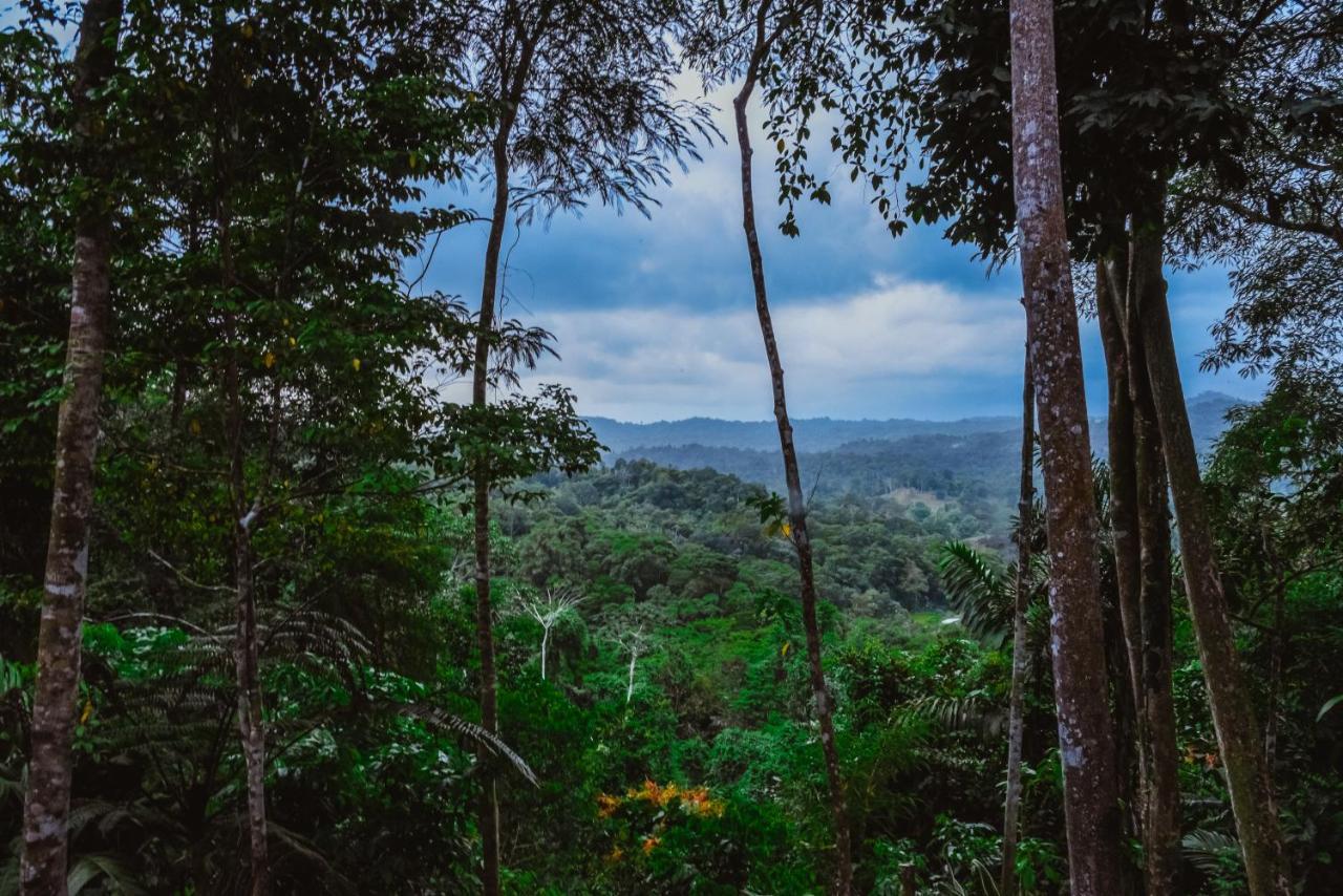 カウイータ Selva Madre Eco-Sanctuaryアパートホテル エクステリア 写真